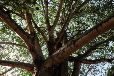 gökyüzüne karşı kalın dalları ile büyük bir ağacın taç. kabuk dokusu