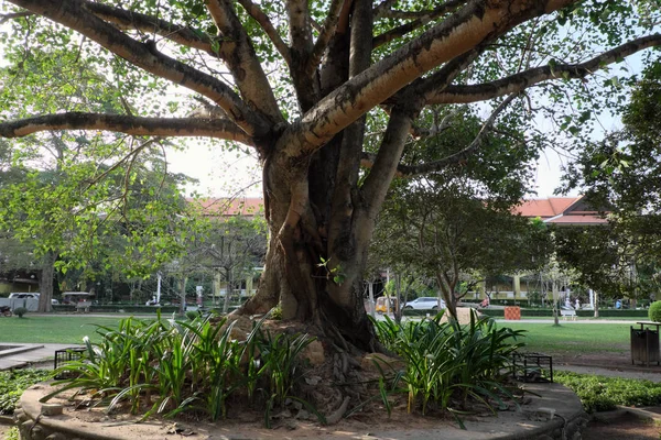 big ficus tree in a city park. thick tree branches