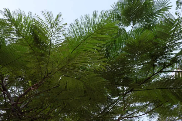 Feuillage Dense Arbre Tropical Verdure Fond Végétation Branches Arbres — Photo