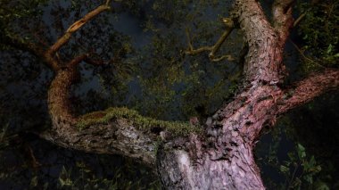 büyük bir tropikal ağaç dalları, gece
