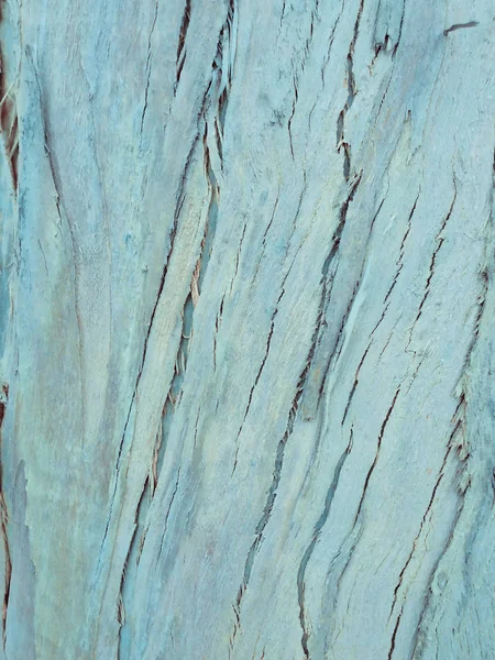 Eukalyptus Bark Som Bakgrund Trä Konsistens Trä Bakgrund — Stockfoto