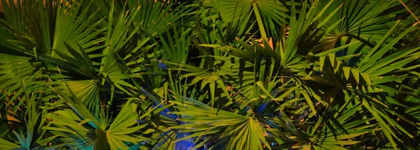 Follaje Palma Gruesa Durante Noche Fondo Vegetativo —  Fotos de Stock