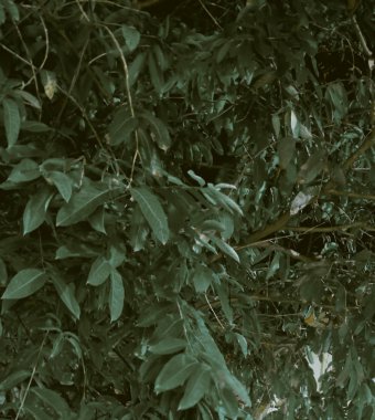 yoğun yeşillik, bitkisel arka plan ile bir ağacın dalları