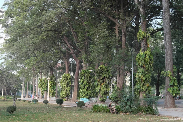 Árvores Ficus Altas Dos Parques Cidade Siem Reap Verdes Tropicais — Fotografia de Stock