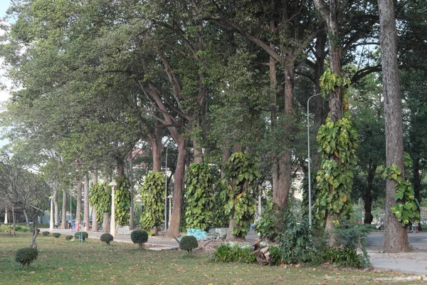 Tall Ficus Trees One Siem Reap City Parks Tropical Greens — Stock Photo, Image