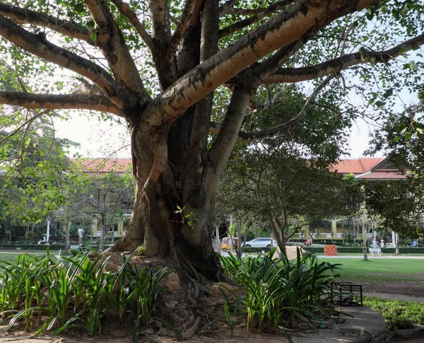 big ficus tree in a city park. thick tree branches