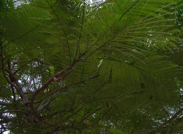 Feuillage Dense Arbre Tropical Verdure Fond Végétation Branches Arbres — Photo