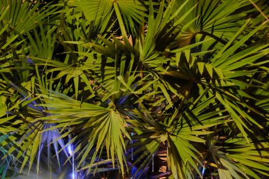 kalın palmiye yeşillik, gece, vejetatif arka plan