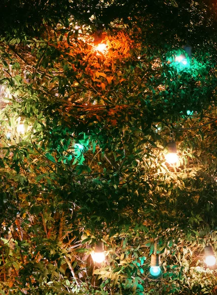 Christmas garland on the branches of a bush, background