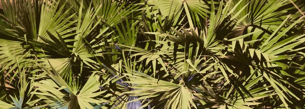thick palm foliage, night time, vegetative background