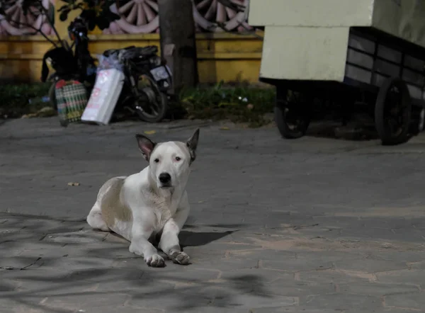 Cão Vadio Raça Mista Está Uma Calçada Pavimentada Com Azulejos — Fotografia de Stock