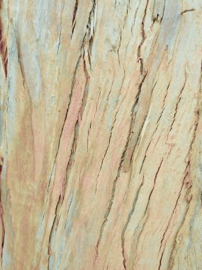 arka plan olarak okaliptüs kabuğu, ahşap doku, ahşap arka plan