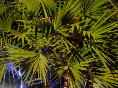 kalın palmiye yeşillik, gece, vejetatif arka plan