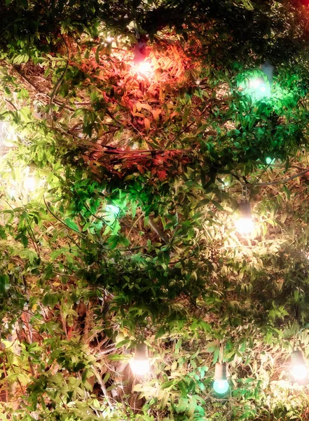 Świąteczna Wieniec Gałęziach Krzewu Tło — Zdjęcie stockowe