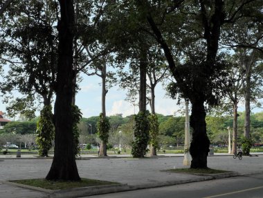 Siem Reap şehir parklarından birinde uzun ficus ağaçları. tropikal yeşillikler