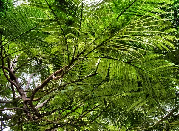 Folhagem Densa Uma Árvore Tropical Vegetação Fundo Vegetação Galhos Árvore — Fotografia de Stock