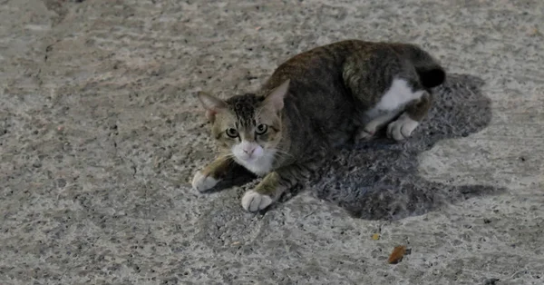 白い銃口と白い足を持つ灰色の猫がコンクリートの床に横たわっている — ストック写真