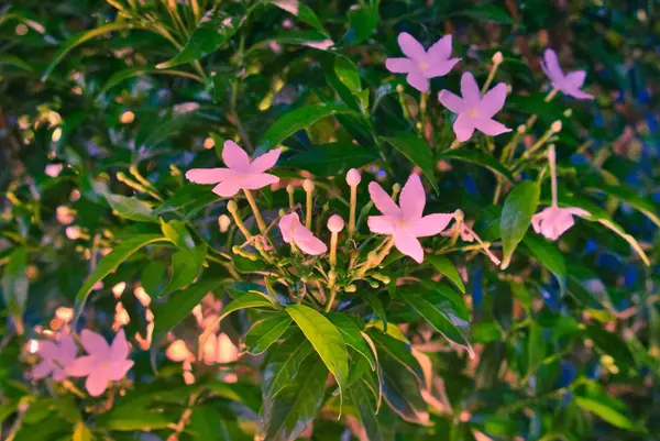 Kleine Sternförmige Weiße Blüten Blütenstrauch Floraler Hintergrund — Stockfoto