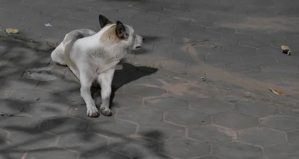 Ein Streunender Mischlingshund Liegt Auf Einem Mit Fliesen Gepflasterten Bürgersteig — Stockfoto