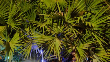 kalın palmiye yeşillik, gece, vejetatif arka plan