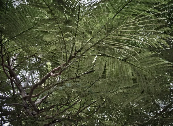 Feuillage Dense Arbre Tropical Verdure Fond Végétation Branches Arbres — Photo