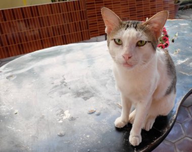 White, angry shorthair cat. Cat mixed breed.