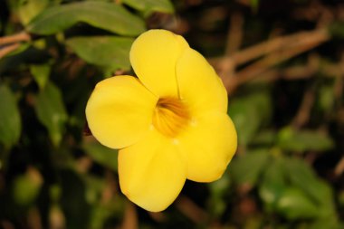 Güzel parlak sarı çiçek. Bulanık arka plan. Sarı yaprakları.