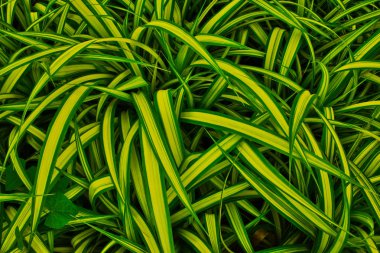 Açık çizgili birçok yaprak. Yoğun bitki örtüsü. Arka plan.