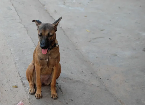 Cane Triste Razza Mista Colletto Con Una Campana — Foto Stock