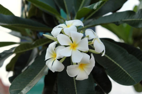 Inflorescence White Five Petalled Flowers Yellow Centers Beautiful White Flowers — Stock Photo, Image