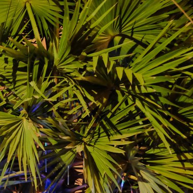 kalın palmiye yeşillik, gece, vejetatif arka plan