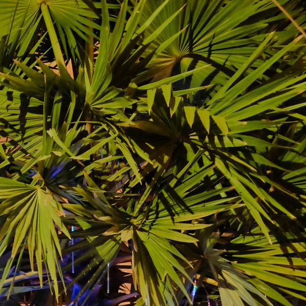 kalın palmiye yeşillik, gece, vejetatif arka plan