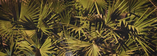 Kalın Palmiye Yeşillik Gece Vejetatif Arka Plan — Stok fotoğraf