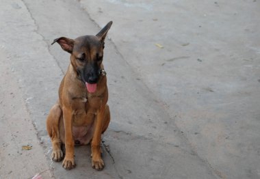 Bir çan ile bir yaka içinde Üzgün köpek karışık cins.