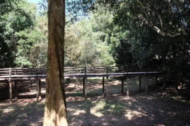 Ormanda kurumuş bir nehrin yatağının üzerinde küçük bir tahta köprü. Ağaç gövdesi. Yerdeki ağaçların gölgeleri.