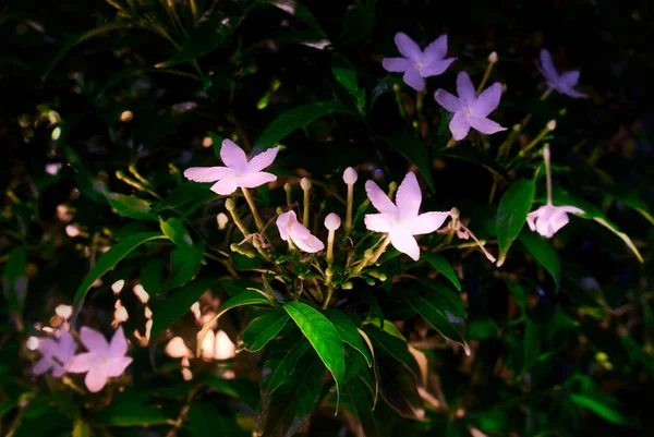 Pequenas Flores Brancas Como Estrelas Arbusto Florido Fundo Floral — Fotografia de Stock