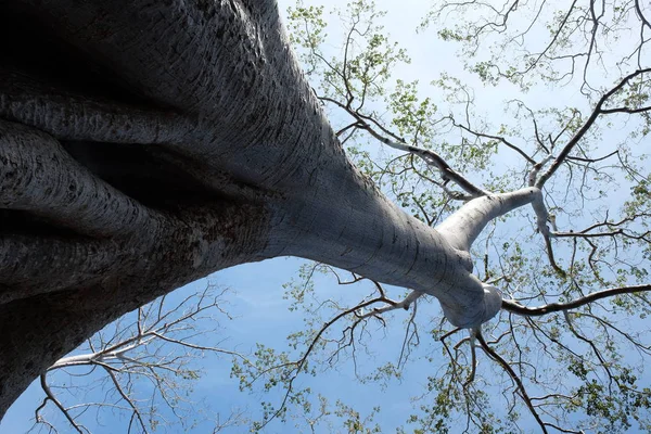 澄んだ空を背景にした巨大な白い木の幹 熱帯の木テトラメレス — ストック写真