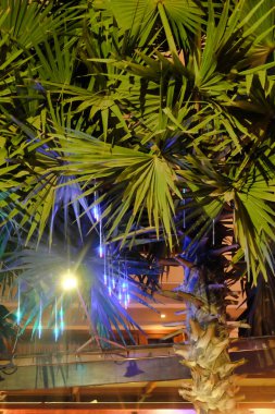 kalın palmiye yeşillik, gece, vejetatif arka plan