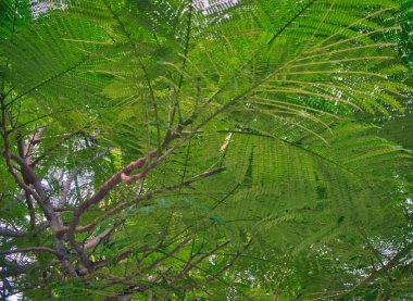 tropikal bir ağacın yoğun yeşillik, yeşillik, bitki örtüsü arka plan, ağaç dalları