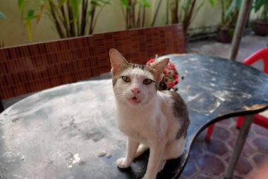 White, angry shorthair cat. Cat mixed breed.
