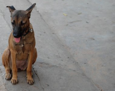 Bir çan ile bir yaka içinde Üzgün köpek karışık cins.