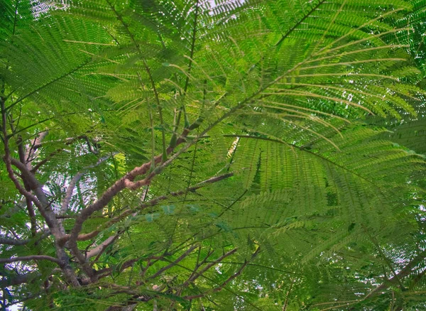 Dense Foliage Tropical Tree Greenery Vegetation Background Tree Branches — Stock Photo, Image