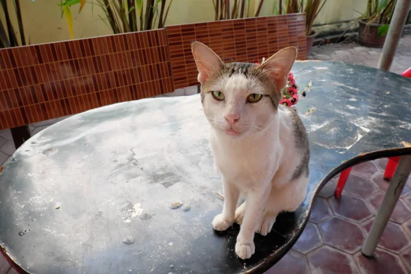 Gato Branco Raivoso Raça Mista — Fotografia de Stock