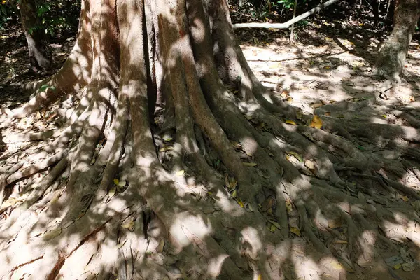 Radici Pittoresche Albero Tropicale Sistema Radice Ramificata — Foto Stock