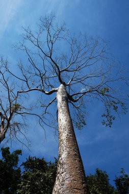 Berrak bir gökyüzüne karşı büyük bir tropikal beyaz ağaç. Tropikal iklimde yetişen Tetrameles ağacı.