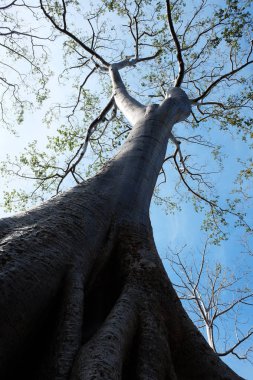 Berrak bir gökyüzünün arka planında kocaman beyaz bir ağacın gövdesi. Tropikal ağaç Tetrameles.