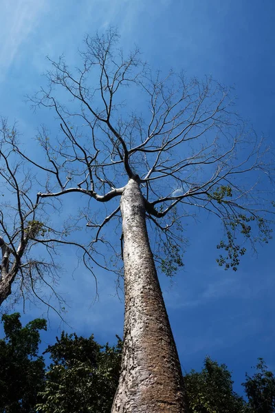 Berrak bir gökyüzüne karşı büyük bir tropikal beyaz ağaç. Tropikal iklimde yetişen Tetrameles ağacı.