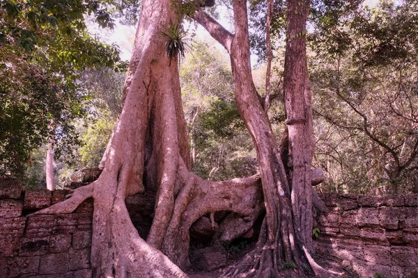 Ruiny Starożytnych Budynków Wchłonięte Przez Dżunglę Ogromne Korzenie Drzew Tetrameles — Zdjęcie stockowe