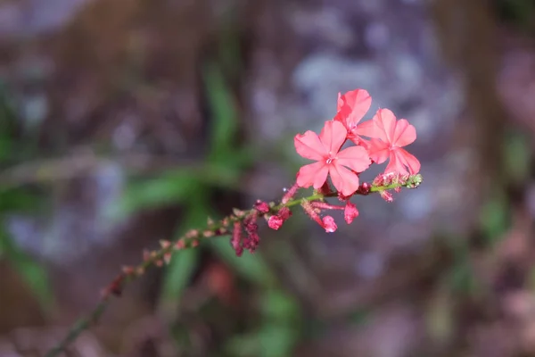 Drei Kleine Zarte Blüten Auf Einem Zweig Zerbrechliche Pflanze — Stockfoto