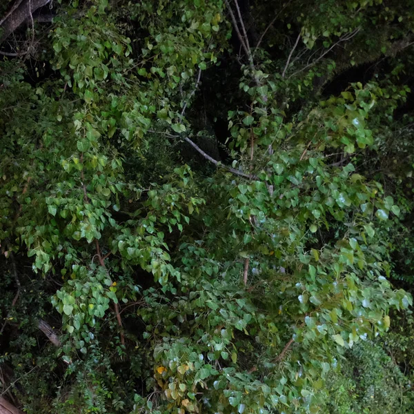 branches of a large tropical tree, night time